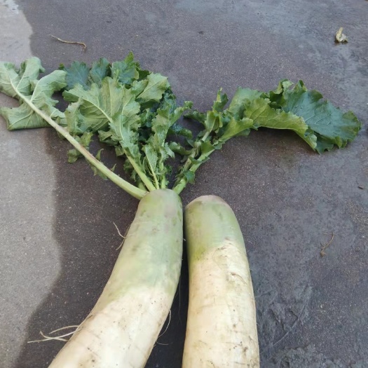 古交市白萝卜  个人自家种植户种植，口感爽脆