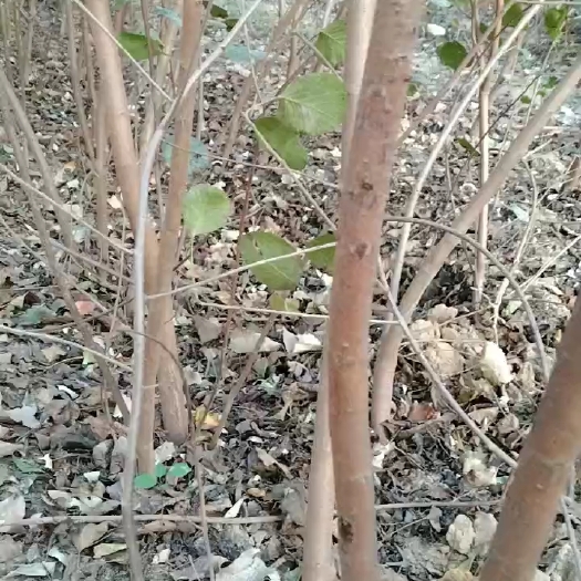 泰安黄栌苗