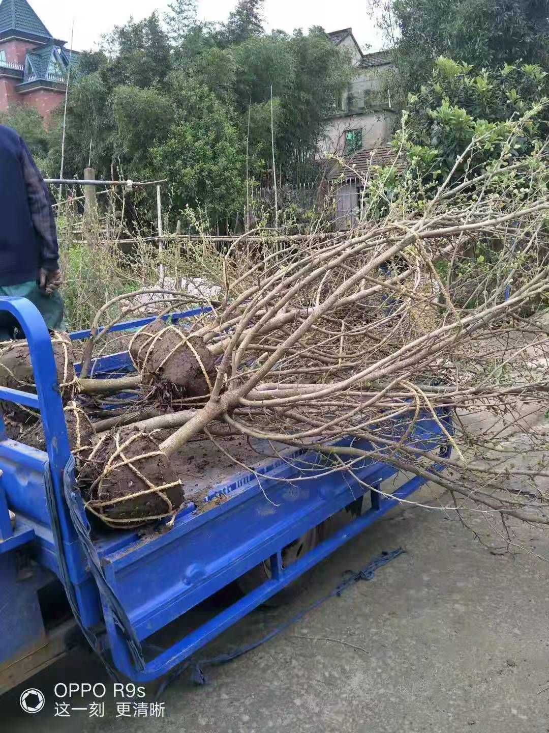 红叶碧桃  供应碧桃，桃花，桃树，紫叶桃红叶花桃