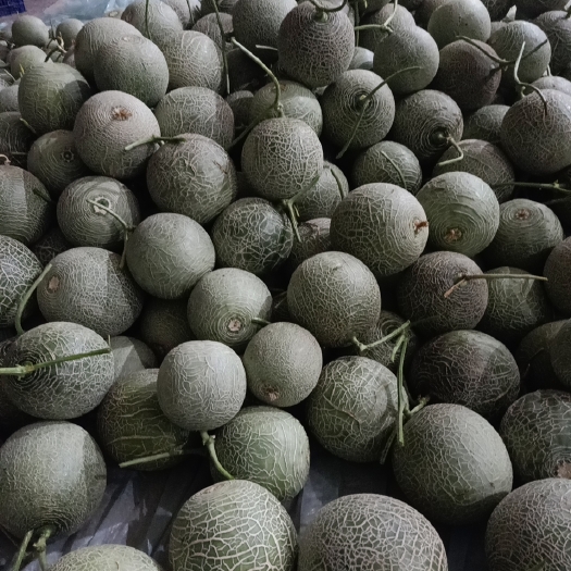 涡阳县网纹瓜 大量出售日本玫珑瓜