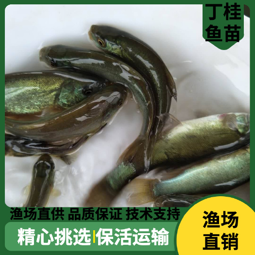 广州大量出售丁桂鱼苗，基地直销，全国发货品质保证