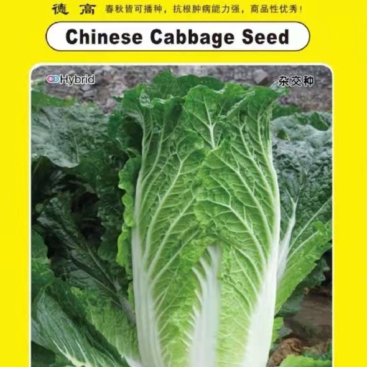 白菜种子，种子德高春140，抗根肿病，菜型好，耐抽薹
