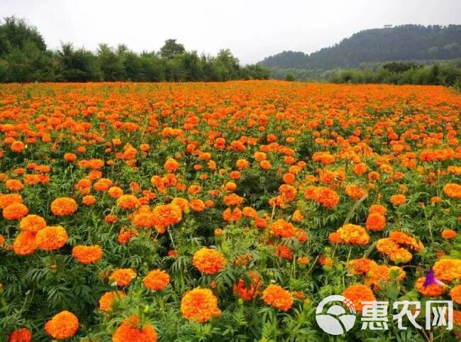 万寿菊种子 金菊花蜂窝菊种子四季易种庭院阳台种子景观花海