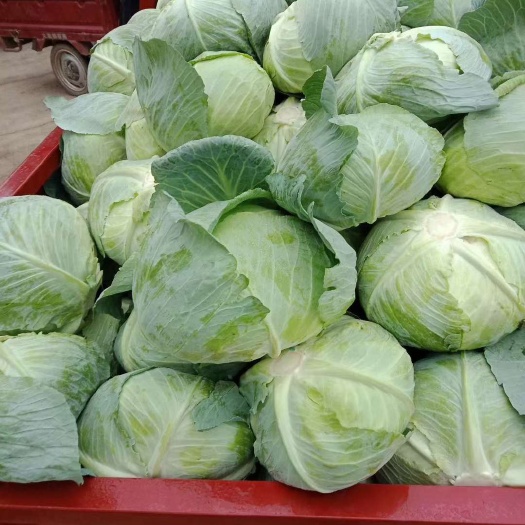 新野县平包菜  甘蓝，扁包菜，产地新野，可视频看货！