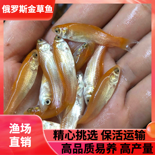 广州俄罗斯金草鱼苗 金丝鲩鱼苗，黄金鲩，金草鱼，支持全国发货