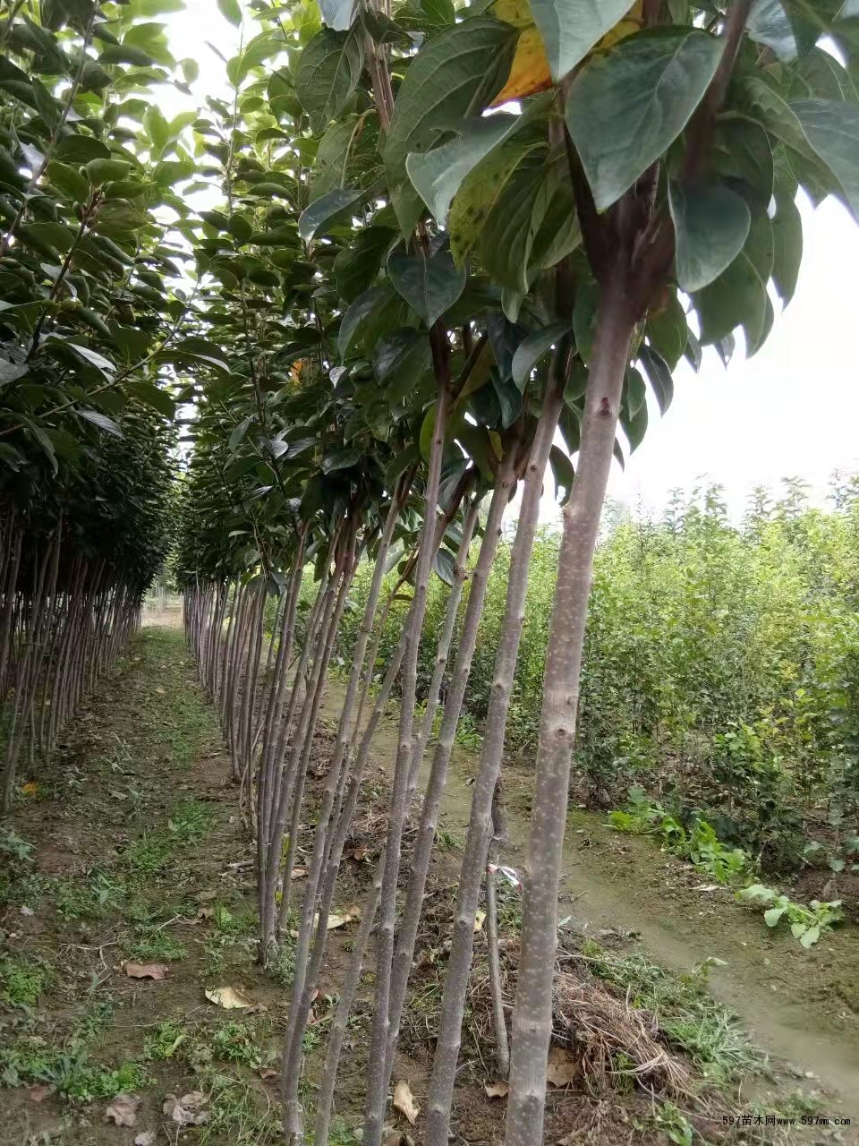 太秋甜柿苗 太秋甜柿 甜柿苗 大秋甜柿 柿树苗