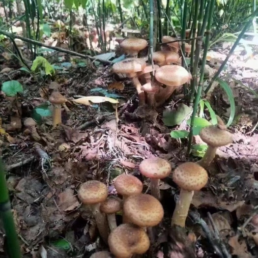 干榛蘑 榛蘑，小鸡炖蘑菇，味道美极了！