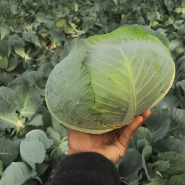 平包菜  甘蓝，扁包菜，产地新野，可视频看货！