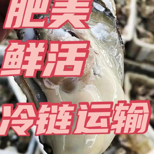 乳山市三倍体生蚝  乳山生蚝三倍体2+规格