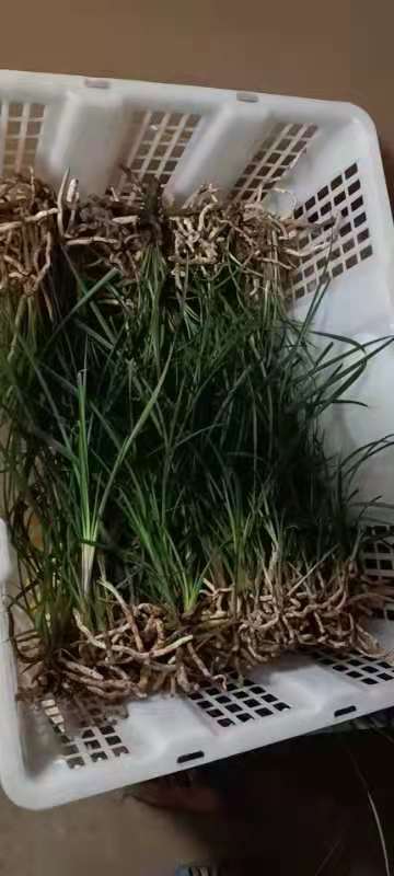 威宁县莲瓣兰 芽芽连瓣兰带龙根