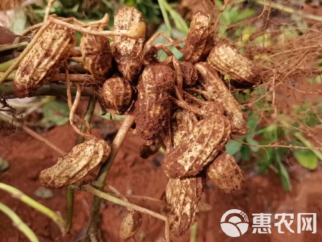 彩色花生  云南七彩花生