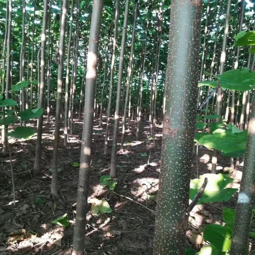 商丘泡桐  ，紫花，四倍体，9501/9502，根桩，种