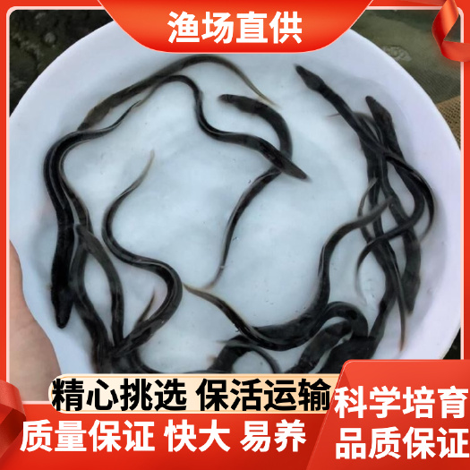 广州渔场供应淡水鳗鱼苗，美洲鳗鱼苗，日本鳗鱼，白鳝苗品质保证