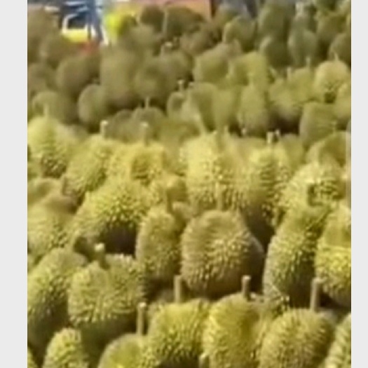 凭祥市 榴莲越南榴莲广西榴莲散卖越南金枕榴莲