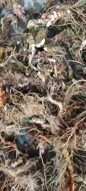 高州市 石菖蒲