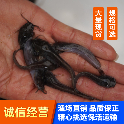 广州三黄塘鲺鱼苗，塘鲺鱼苗，本地塘鲺鱼苗，优质土塘鲺苗快大型