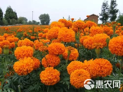 万寿菊种子 金菊花蜂窝菊种子四季易种庭院阳台种子景观花海