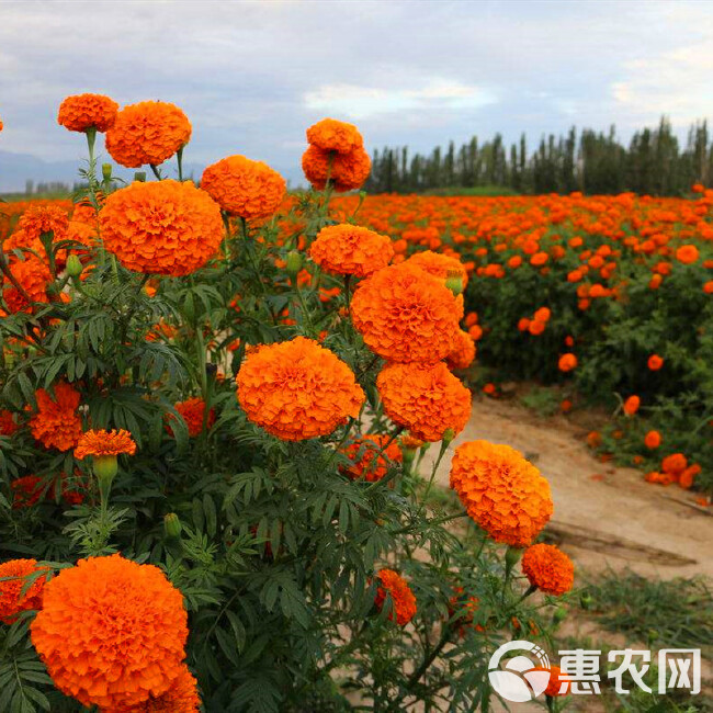 万寿菊种子 金菊花蜂窝菊种子四季易种庭院阳台种子景观花海