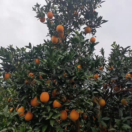 秭归县长虹脐橙 长红圆红二十年种植技术货源充足。