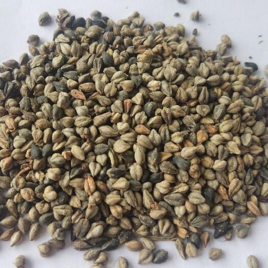 固原苦荞麦种子绿肥作物可加工苦荞茶经济作物荞麦杂粮苦荞麦种子供应