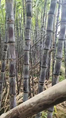 翁源县甘蔗  黑色甘庶产地直销，品质保证包甜包脆，代办多年，有便宜回程车。
