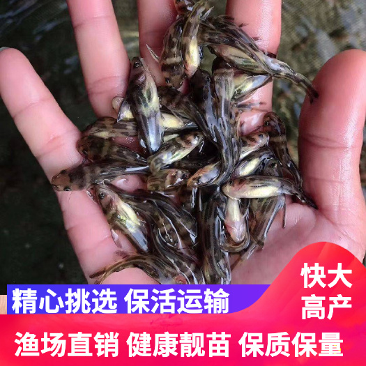 广州全雄 黄骨鱼苗杂交黄骨鱼苗黄颡鱼苗黄辣丁鱼苗水花量大价优批发