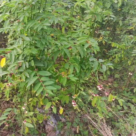 廉江市插枝树仔菜苗