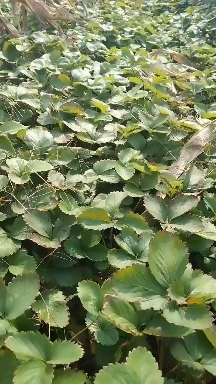 泰安草莓苗