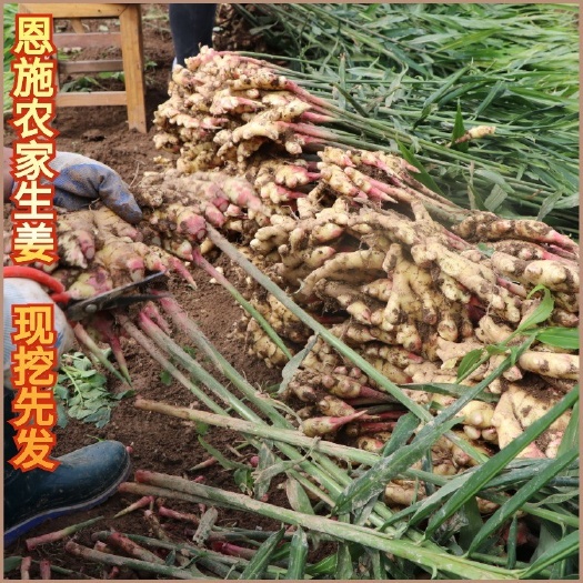 宣恩县恩施小黄姜5斤新鲜生姜现挖沙姜小黄姜老姜土姜包邮月子姜1
