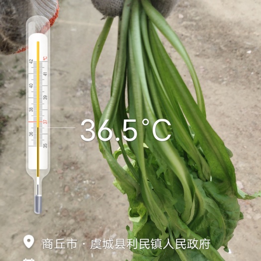 虞城县无公害荠荠菜