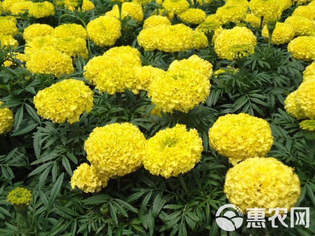 万寿菊种子 金菊花蜂窝菊种子四季易种庭院阳台种子景观花海