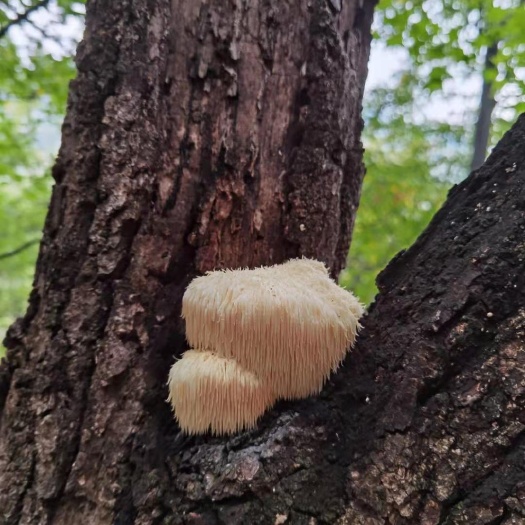 桦甸市干猴头菇 长白山天然猴头东北特产