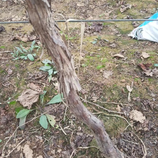 威县巨峰葡萄苗 巨峰葡萄树2—3公分
