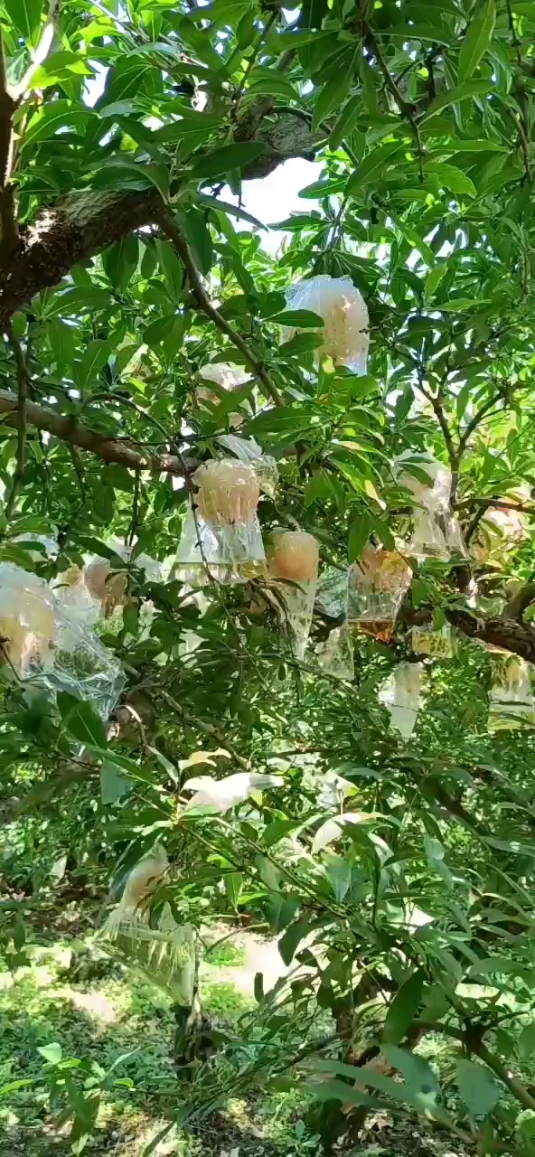 红石榴  临潼核心优产区石榴 五六两两商品果石榴