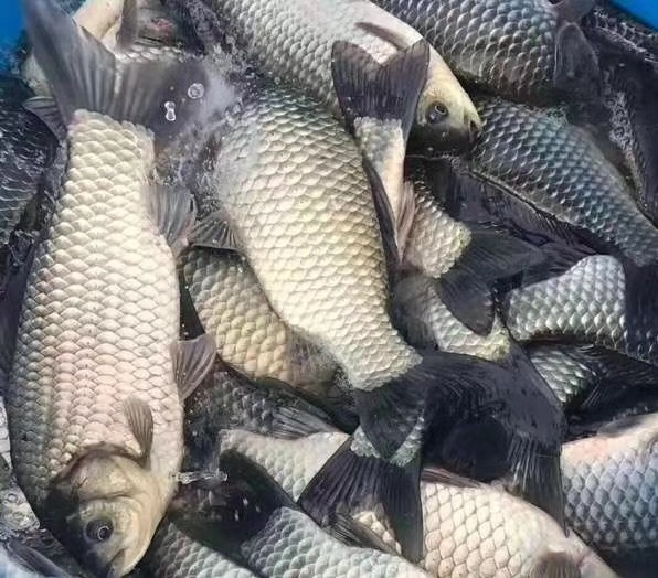 中科三号鲫鱼
