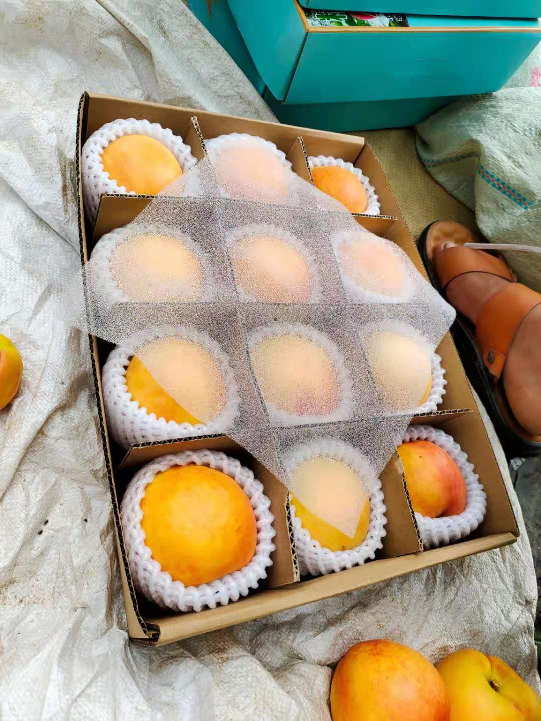 黄金蟠桃树苗 风味天后蟠桃 6月早熟蟠桃苗 安徽桃树苗基地