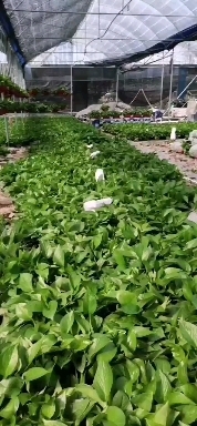 广州绿萝 