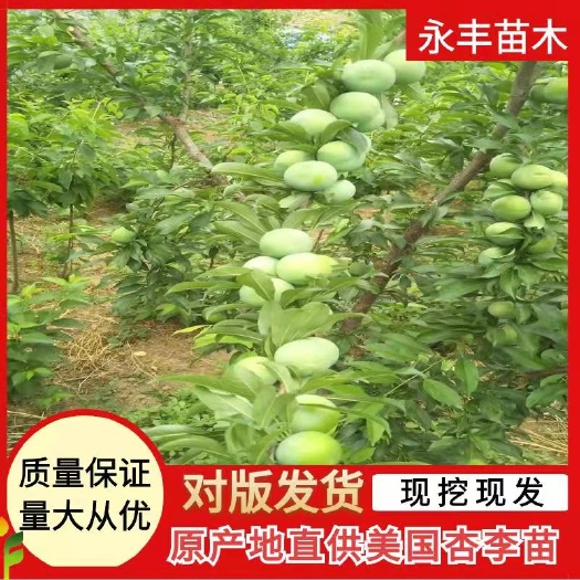 睢县杏李苗  美国杏李之恐龙蛋，基地现挖直发，根系发达，苗壮！死