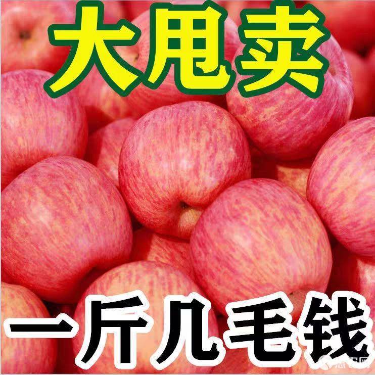 河北邢台 红富士苹果 产地直销片红/条红 量大价优