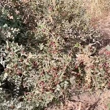 新疆仁用酸枣，野生种植干酸枣