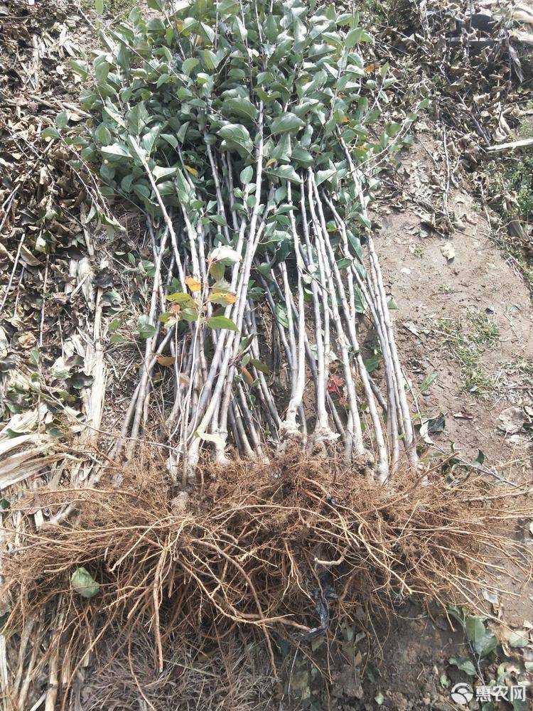 红富士苹果树苗 嫁接成品苗 烟富系列 死苗补发 技术指导