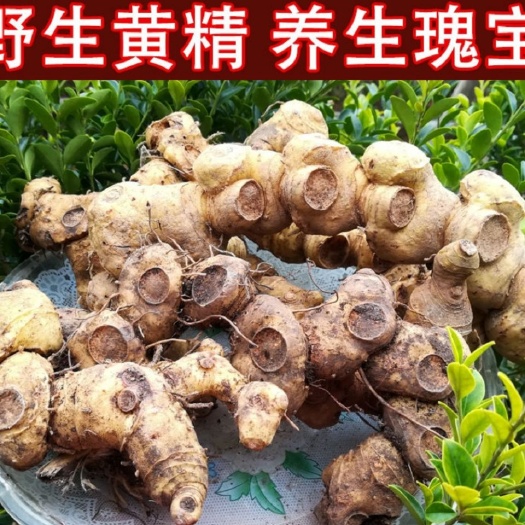 祁阳市姜形黄精 黄精