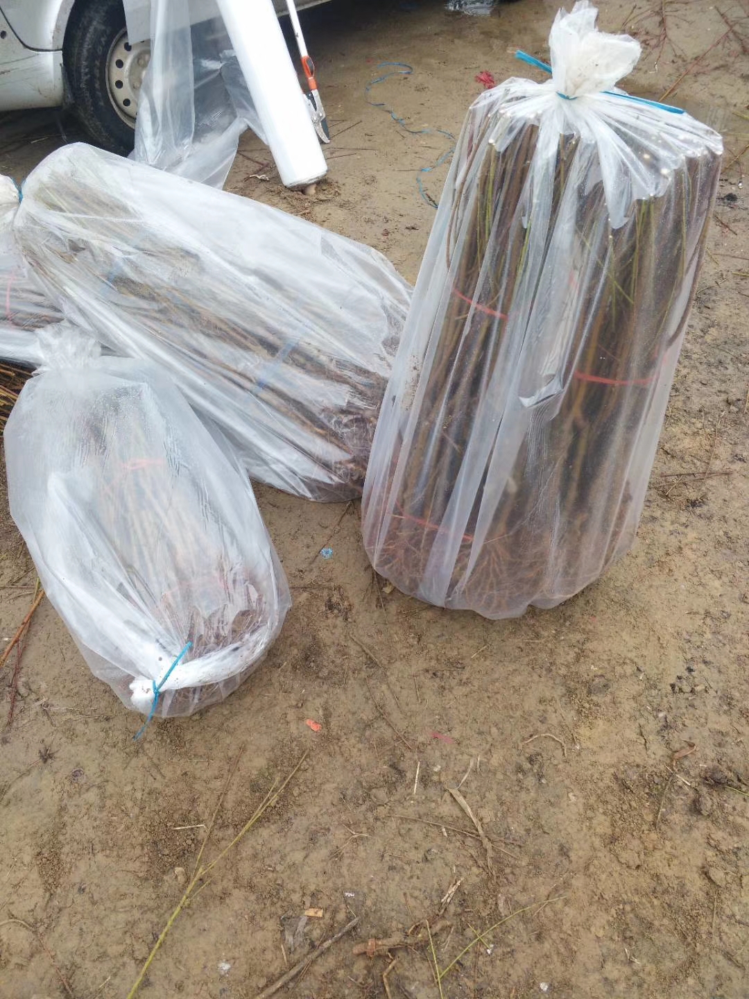 黄金蟠桃树苗 风味天后蟠桃 6月早熟蟠桃苗 安徽桃树苗基地