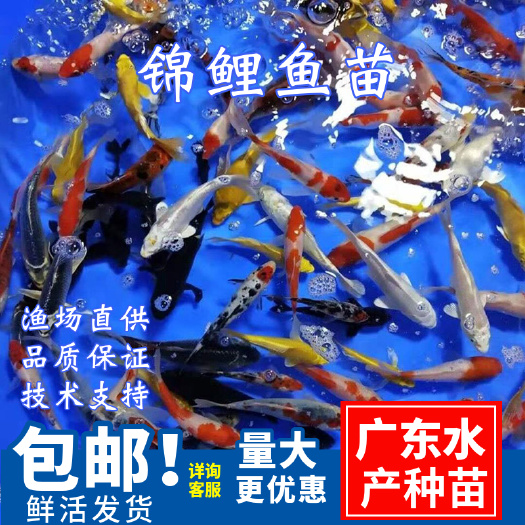 广州 锦鲤鱼苗\三色锦鲤红白锦鲤鱼苗\观赏锦鲤鱼苗批发\欢迎看货