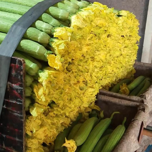 濮阳县 鲜花丝瓜基地