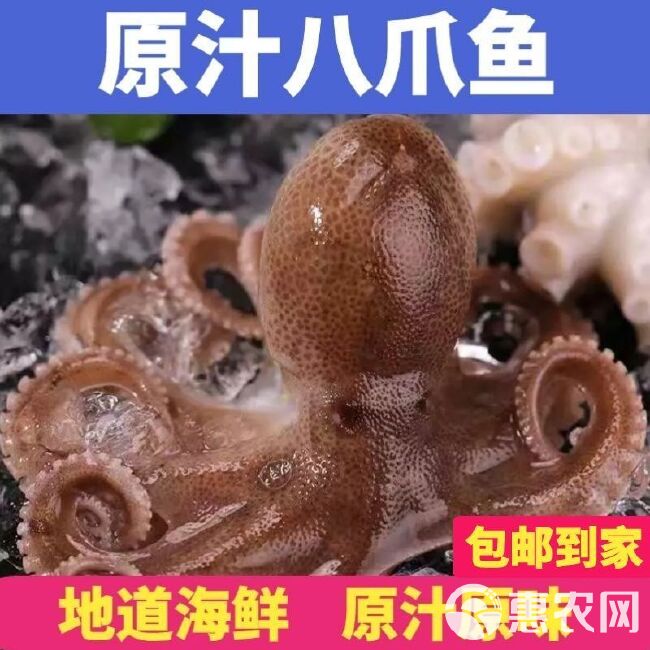 海鲜迷你八爪鱼网红短腿八爪鱼火锅食材小章鱼鲜活速冻八爪鱼章