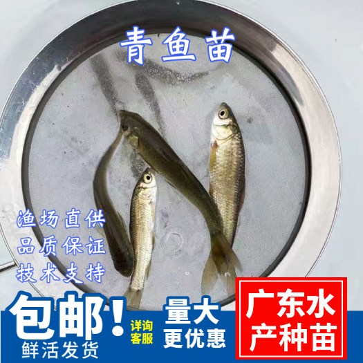 广州 青鱼苗\螺蛳青鱼苗黑鲩鱼苗\四大家鱼苗批发\原塘起苗一手对接