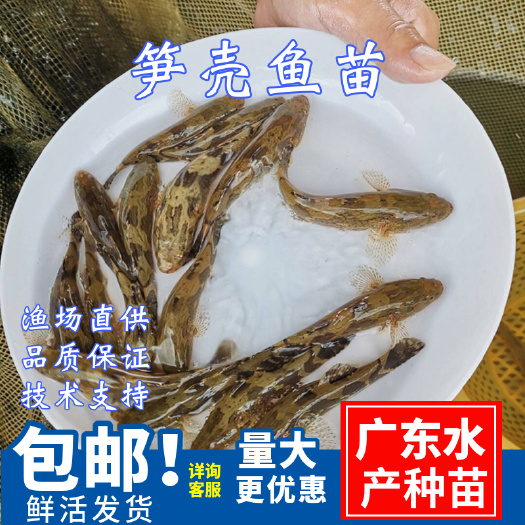 广州 笋壳鱼苗\泰种笋壳鱼快大杂交笋壳苗\沙塘鳢苗\淡水养殖教技术