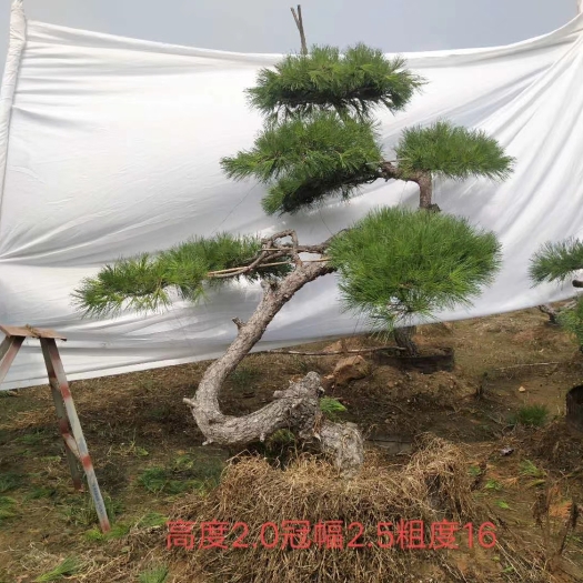 泰安造型景观树 
石榴 柿子 枣树 松树  白蜡 造型景观