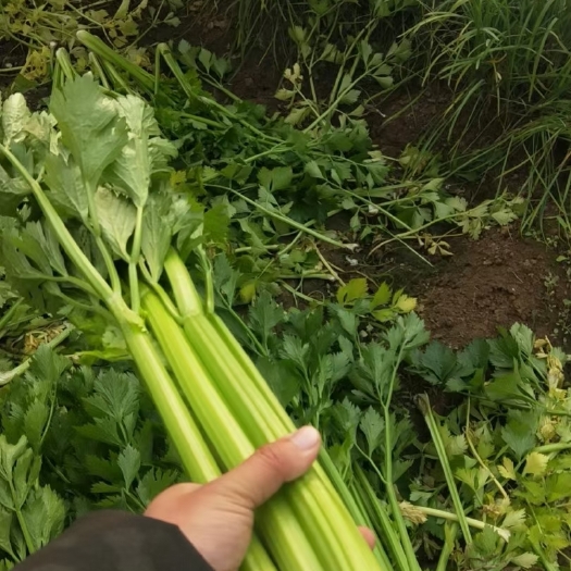 西芹  大芹菜    货源充足   质量保证  代发全国